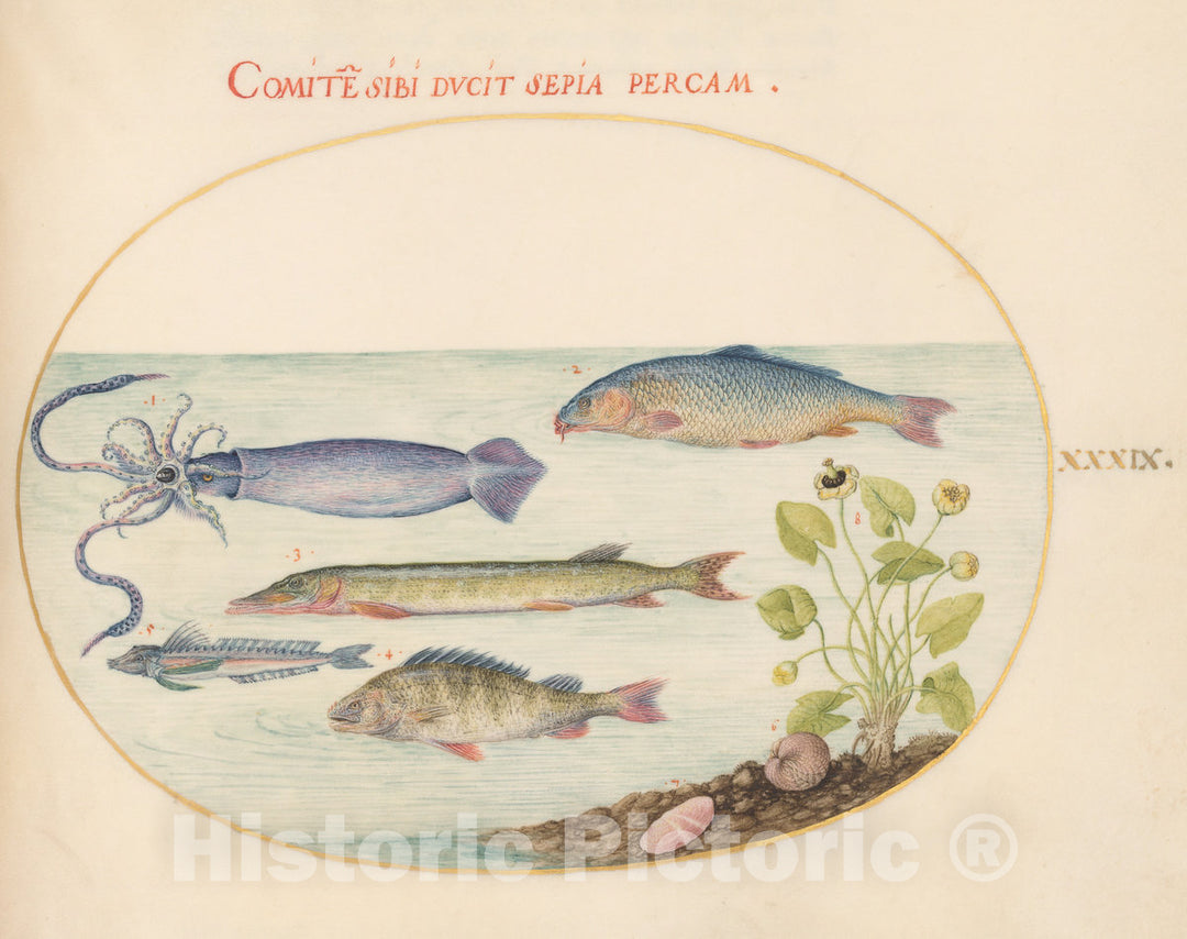 Art Print : Joris Hoefnagel, Animalia Aqvatilia et Cochiliata (Aqva): Plate XXXIX, c.1578 - Vintage Wall Art