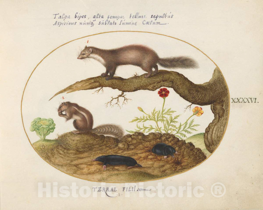 Art Print : Joris Hoefnagel, Animalia Qvadrvpedia et Reptilia (Terra): Plate XLVI, c.1578 - Vintage Wall Art