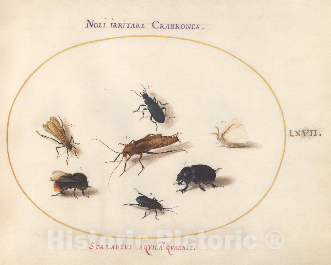 Art Print : Joris Hoefnagel, Animalia Rationalia et Insecta (Ignis): Plate LXVII, c.1578 - Vintage Wall Art