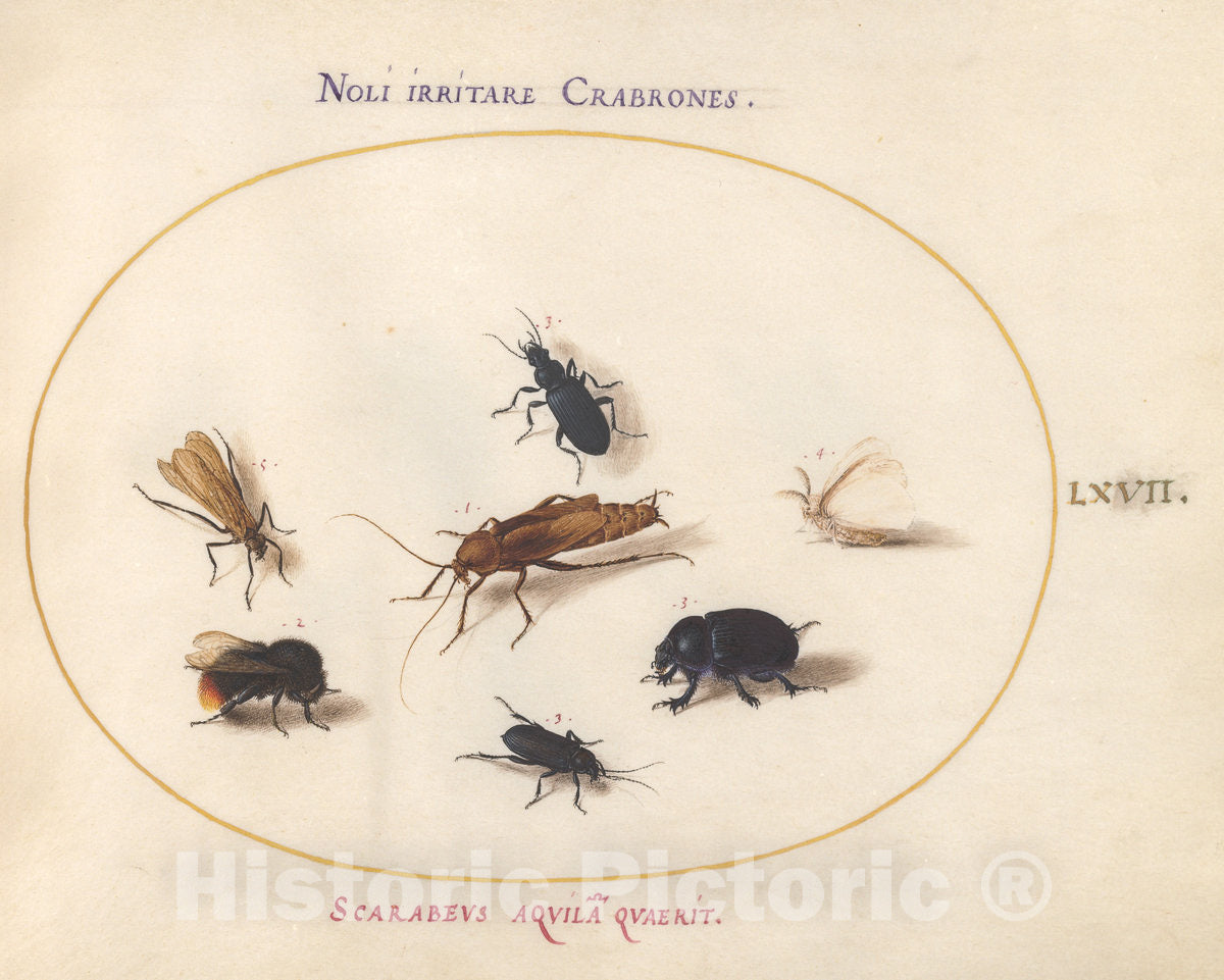 Art Print : Joris Hoefnagel, Animalia Rationalia et Insecta (Ignis): Plate LXVII, c.1578 - Vintage Wall Art