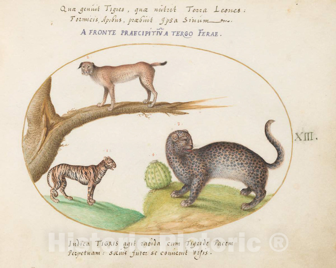 Art Print : Joris Hoefnagel, Animalia Qvadrvpedia et Reptilia (Terra): Plate XIII, c.1578 - Vintage Wall Art