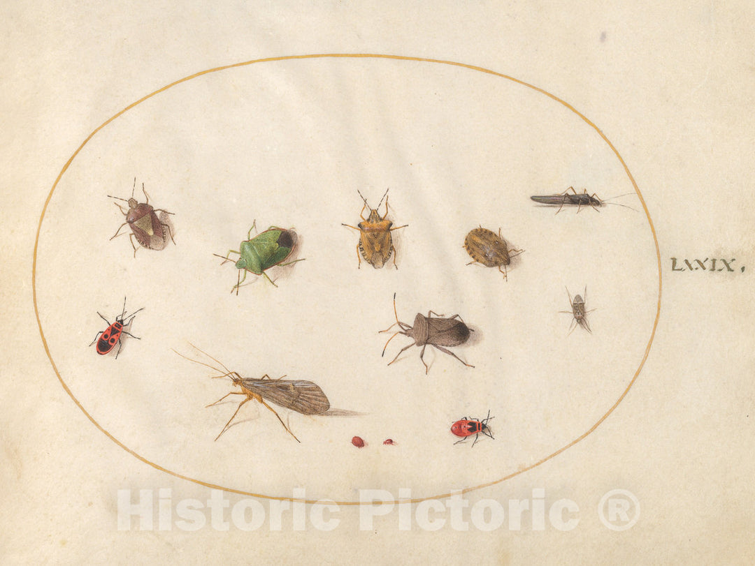 Art Print : Joris Hoefnagel, Animalia Rationalia et Insecta (Ignis): Plate LXXIX, c.1578 - Vintage Wall Art