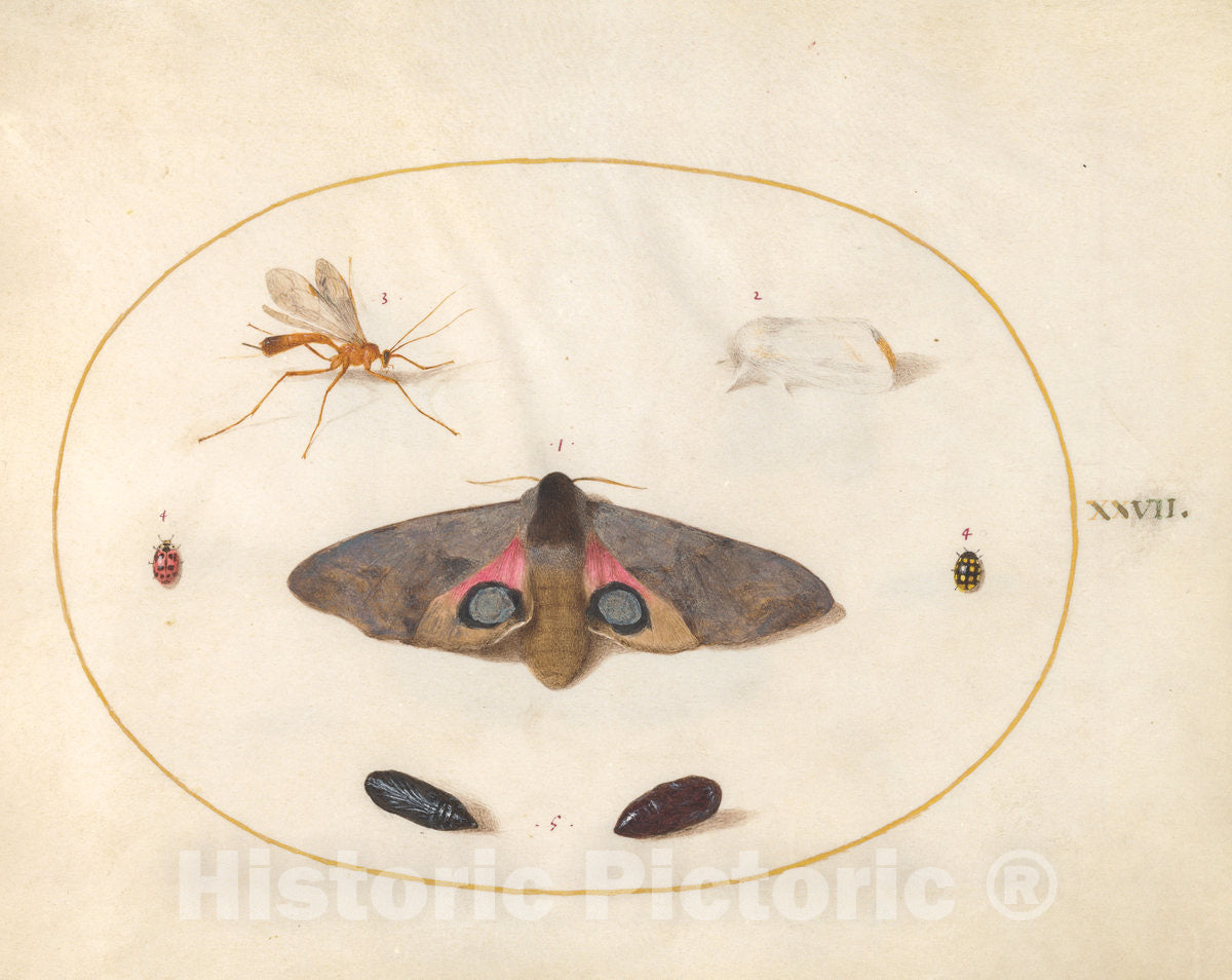 Art Print : Joris Hoefnagel, Animalia Rationalia et Insecta (Ignis): Plate XXVII, c.1578 - Vintage Wall Art