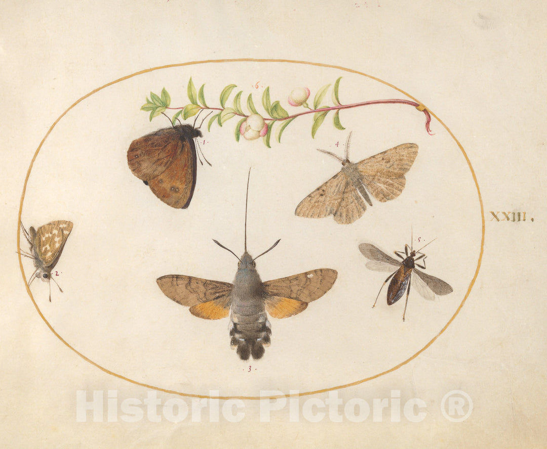 Art Print : Joris Hoefnagel, Animalia Rationalia et Insecta (Ignis): Plate XXIII, c.1578 - Vintage Wall Art