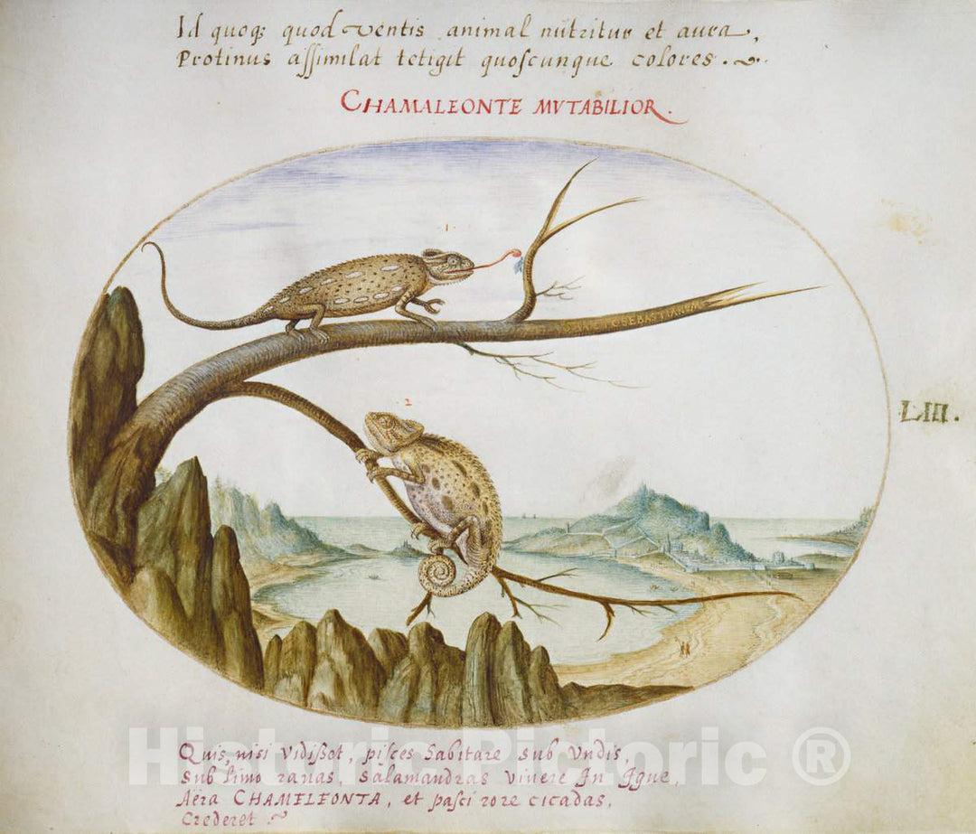 Art Print : Joris Hoefnagel, Animalia Qvadrvpedia et Reptilia (Terra): Plate LIII, c.1578 - Vintage Wall Art