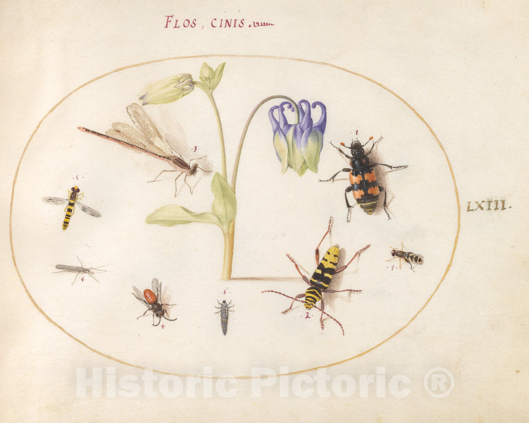 Art Print : Joris Hoefnagel, Animalia Rationalia et Insecta (Ignis): Plate LXIII, c.1578 - Vintage Wall Art