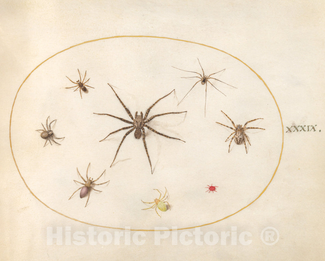 Art Print : Joris Hoefnagel, Animalia Rationalia et Insecta (Ignis): Plate XXXIX, c.1578 - Vintage Wall Art