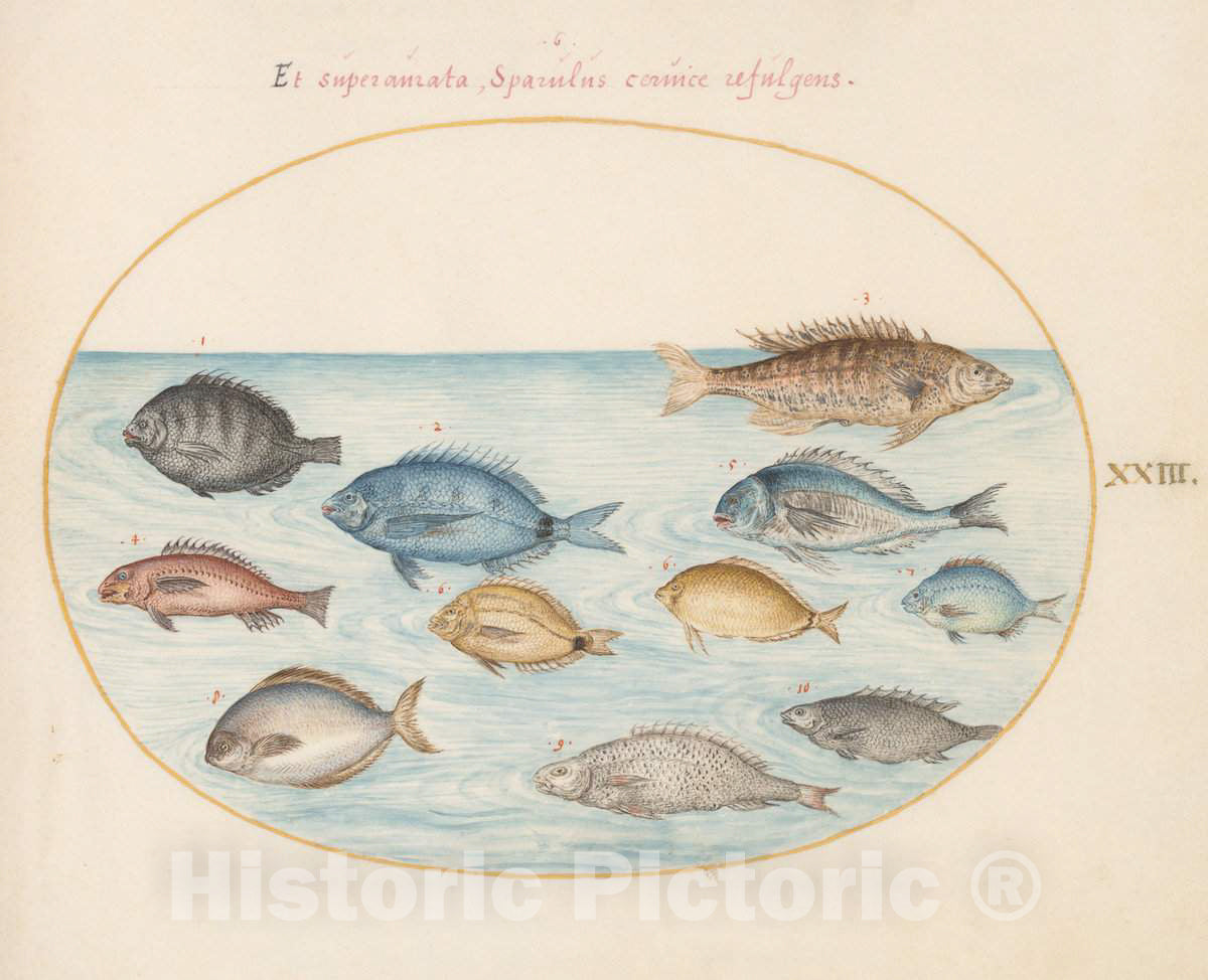 Art Print : Joris Hoefnagel, Animalia Aqvatilia et Cochiliata (Aqva): Plate XXIII, c.1578 - Vintage Wall Art