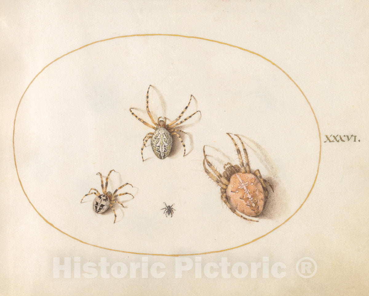 Art Print : Joris Hoefnagel, Animalia Rationalia et Insecta (Ignis): Plate XXXVI, c.1578 - Vintage Wall Art