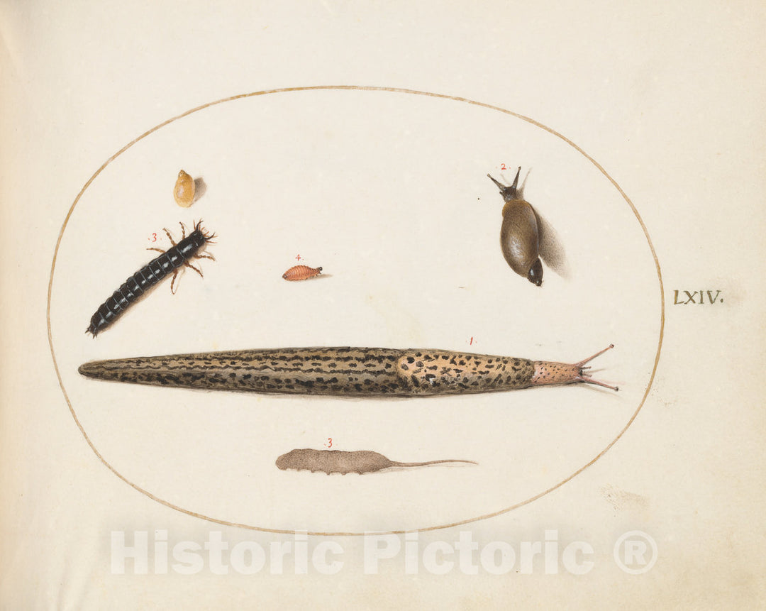 Art Print : Joris Hoefnagel, Animalia Qvadrvpedia et Reptilia (Terra): Plate LXIV, c.1578 - Vintage Wall Art