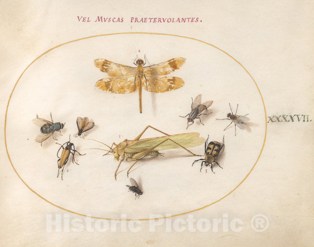 Art Print : Joris Hoefnagel, Animalia Rationalia et Insecta (Ignis): Plate XLVII, c.1578 - Vintage Wall Art