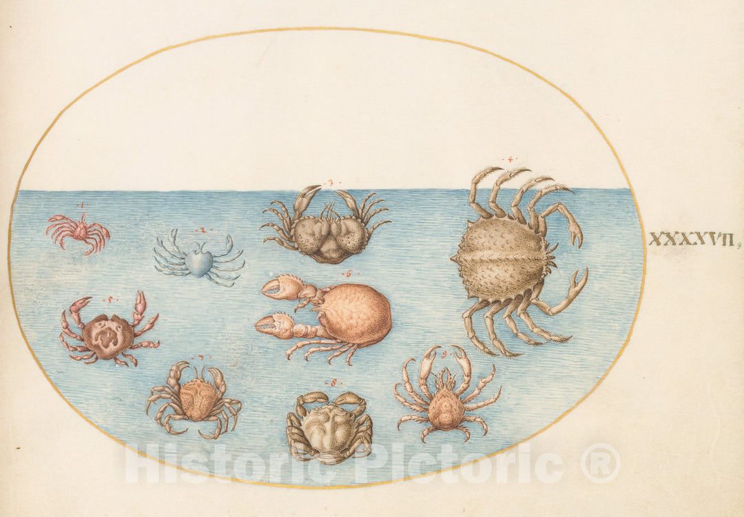 Art Print : Joris Hoefnagel, Animalia Aqvatilia et Cochiliata (Aqva): Plate XLVII, c.1578 - Vintage Wall Art