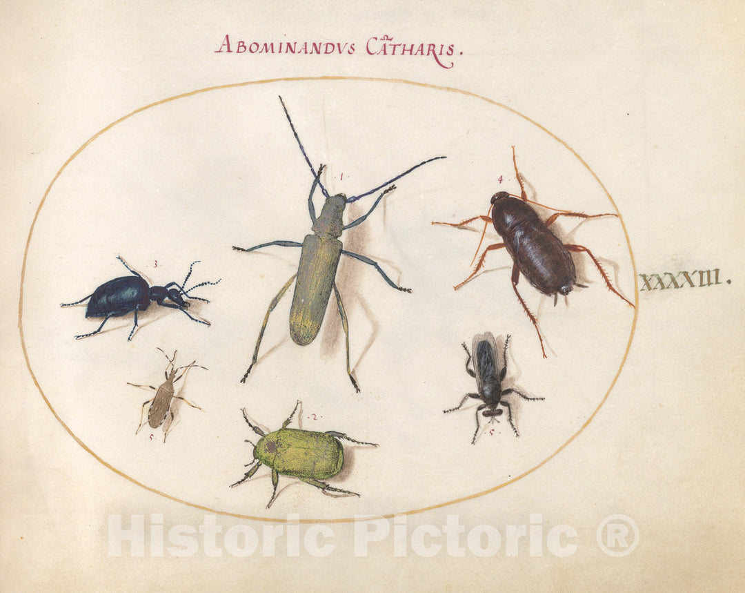 Art Print : Joris Hoefnagel, Animalia Rationalia et Insecta (Ignis): Plate XLIII, c.1578 - Vintage Wall Art