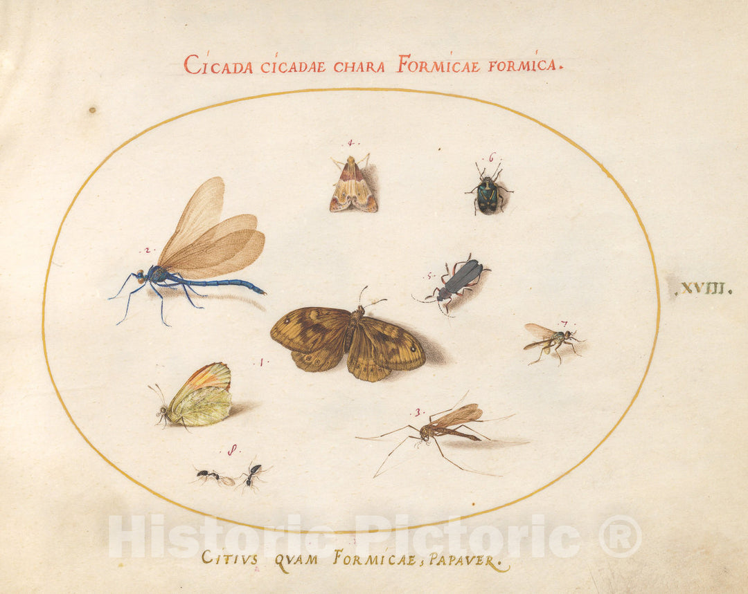 Art Print : Joris Hoefnagel, Animalia Rationalia et Insecta (Ignis): Plate XVIII, c.1578 - Vintage Wall Art