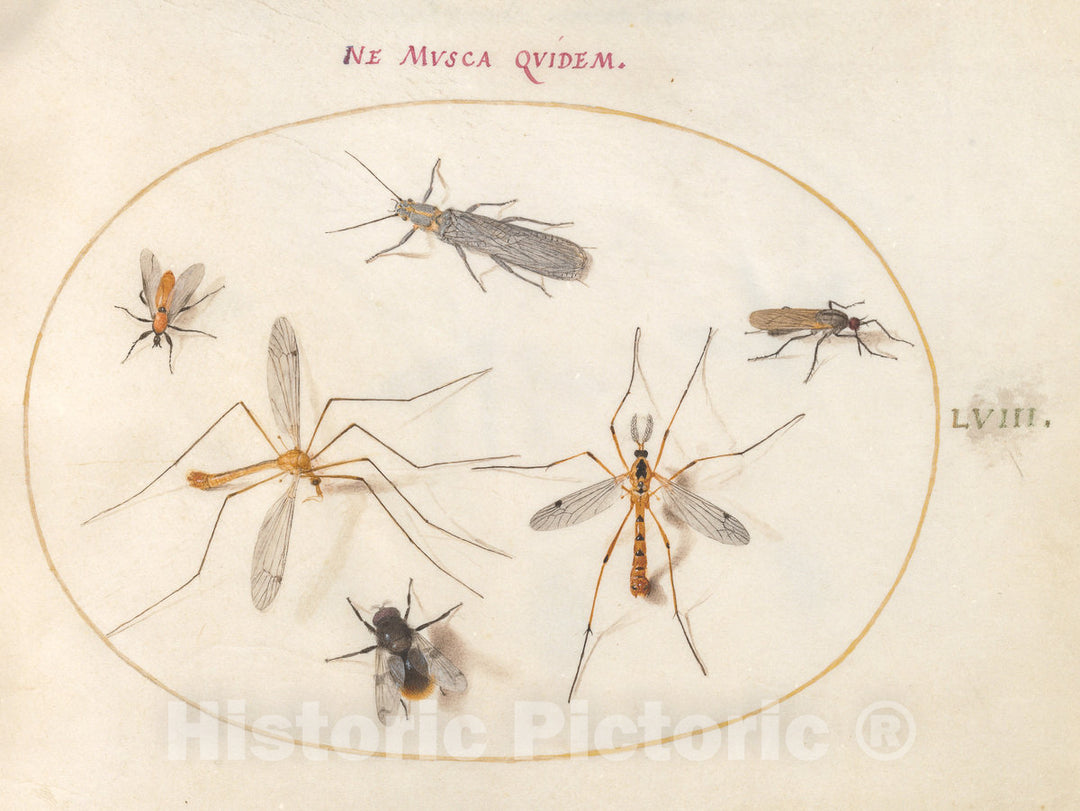 Art Print : Joris Hoefnagel, Animalia Rationalia et Insecta (Ignis): Plate LVIII, c.1578 - Vintage Wall Art