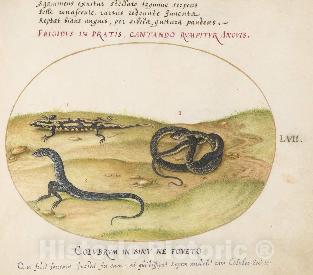 Art Print : Joris Hoefnagel, Animalia Qvadrvpedia et Reptilia (Terra): Plate LVII, c.1578 - Vintage Wall Art