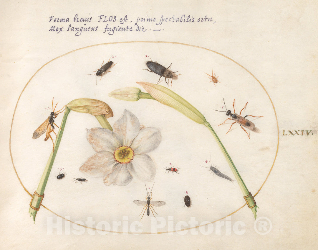 Art Print : Joris Hoefnagel, Animalia Rationalia et Insecta (Ignis): Plate LXXIV, c.1578 - Vintage Wall Art