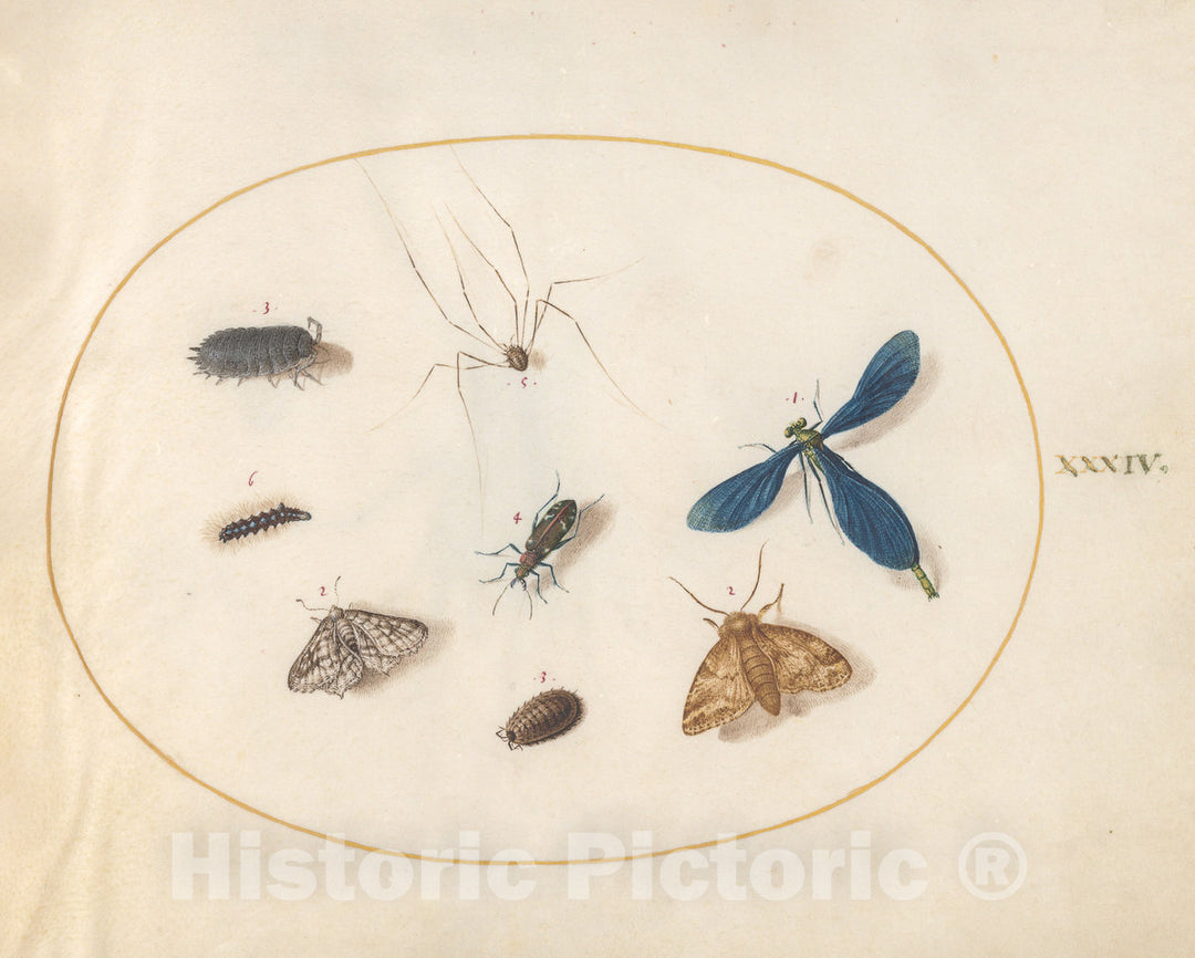 Art Print : Joris Hoefnagel, Animalia Rationalia et Insecta (Ignis): Plate XXXIV, c.1578 - Vintage Wall Art