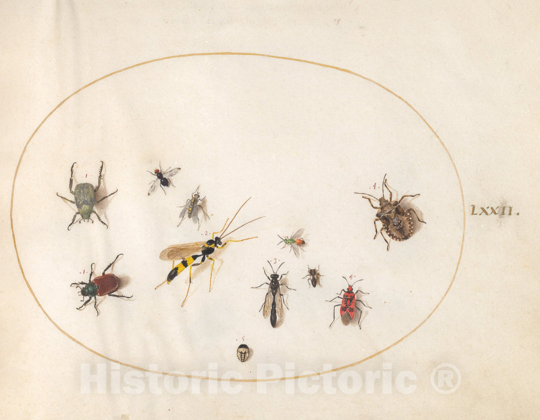 Art Print : Joris Hoefnagel, Animalia Rationalia et Insecta (Ignis): Plate LXXII, c.1578 - Vintage Wall Art