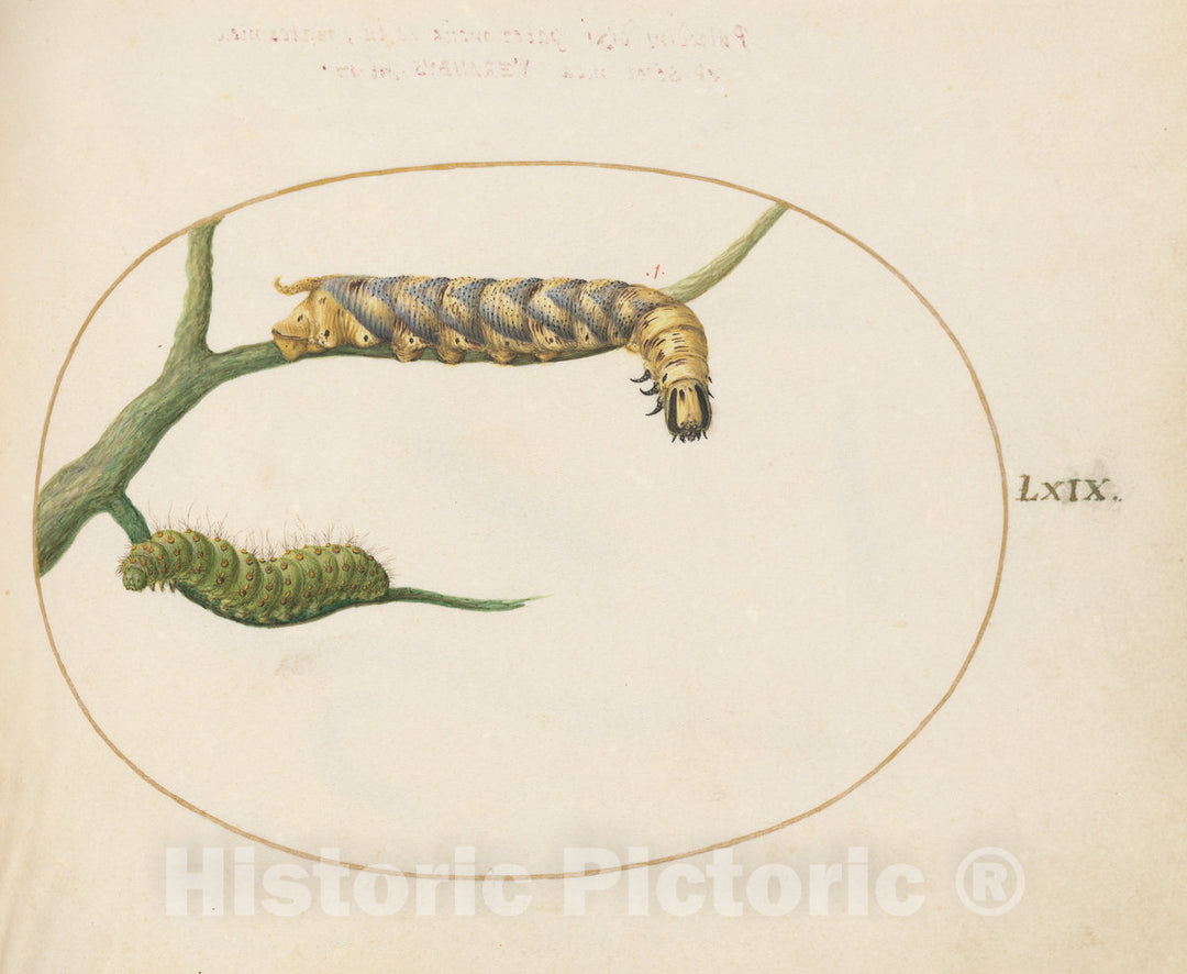 Art Print : Joris Hoefnagel, Animalia Qvadrvpedia et Reptilia (Terra): Plate LXIX, c.1578 - Vintage Wall Art