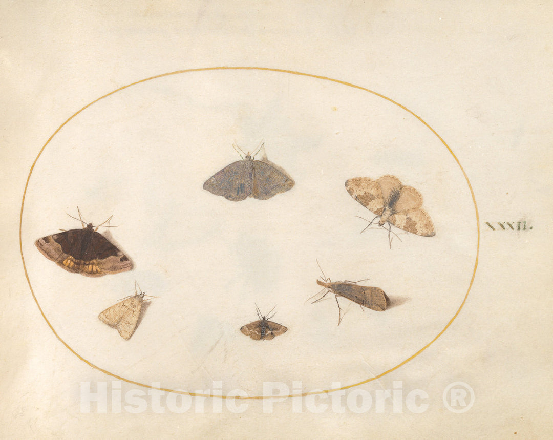 Art Print : Joris Hoefnagel, Animalia Rationalia et Insecta (Ignis): Plate XXXII, c.1578 - Vintage Wall Art