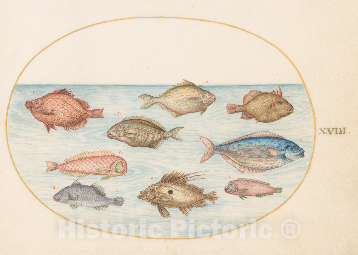 Art Print : Joris Hoefnagel, Animalia Aqvatilia et Cochiliata (Aqva): Plate XVIII, c.1578 - Vintage Wall Art