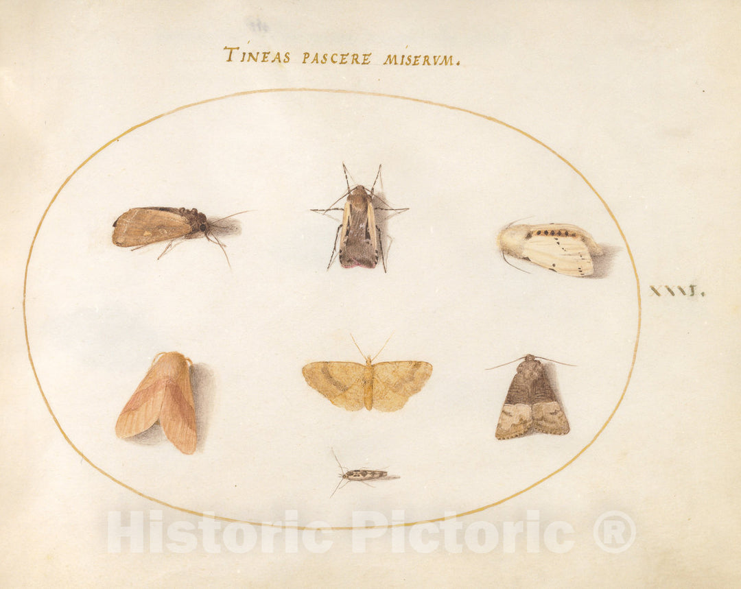 Art Print : Joris Hoefnagel, Animalia Rationalia et Insecta (Ignis): Plate XXXI, c.1578 - Vintage Wall Art