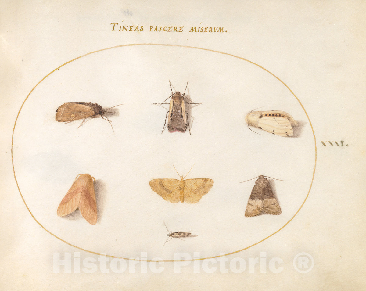 Art Print : Joris Hoefnagel, Animalia Rationalia et Insecta (Ignis): Plate XXXI, c.1578 - Vintage Wall Art