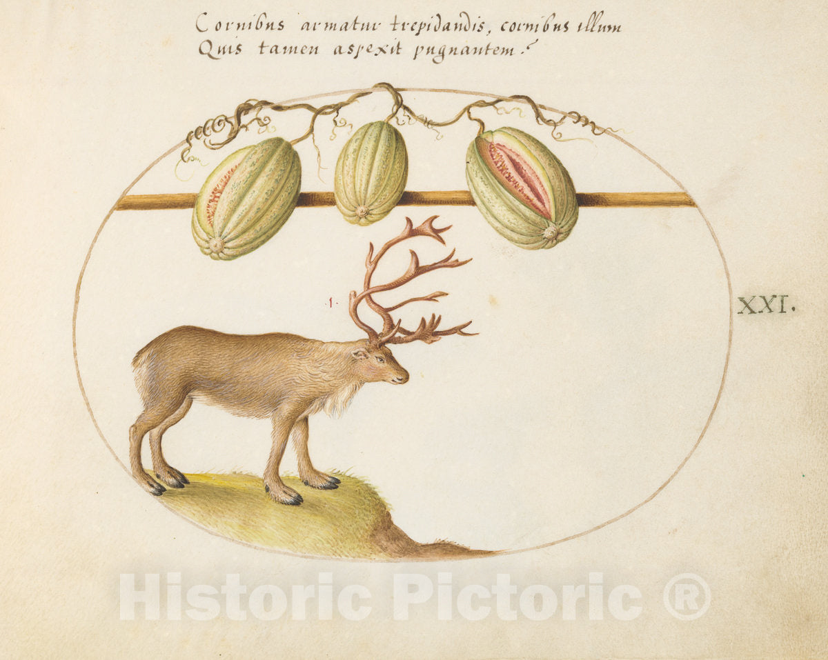 Art Print : Joris Hoefnagel, Animalia Qvadrvpedia et Reptilia (Terra): Plate XXI, c.1578 - Vintage Wall Art