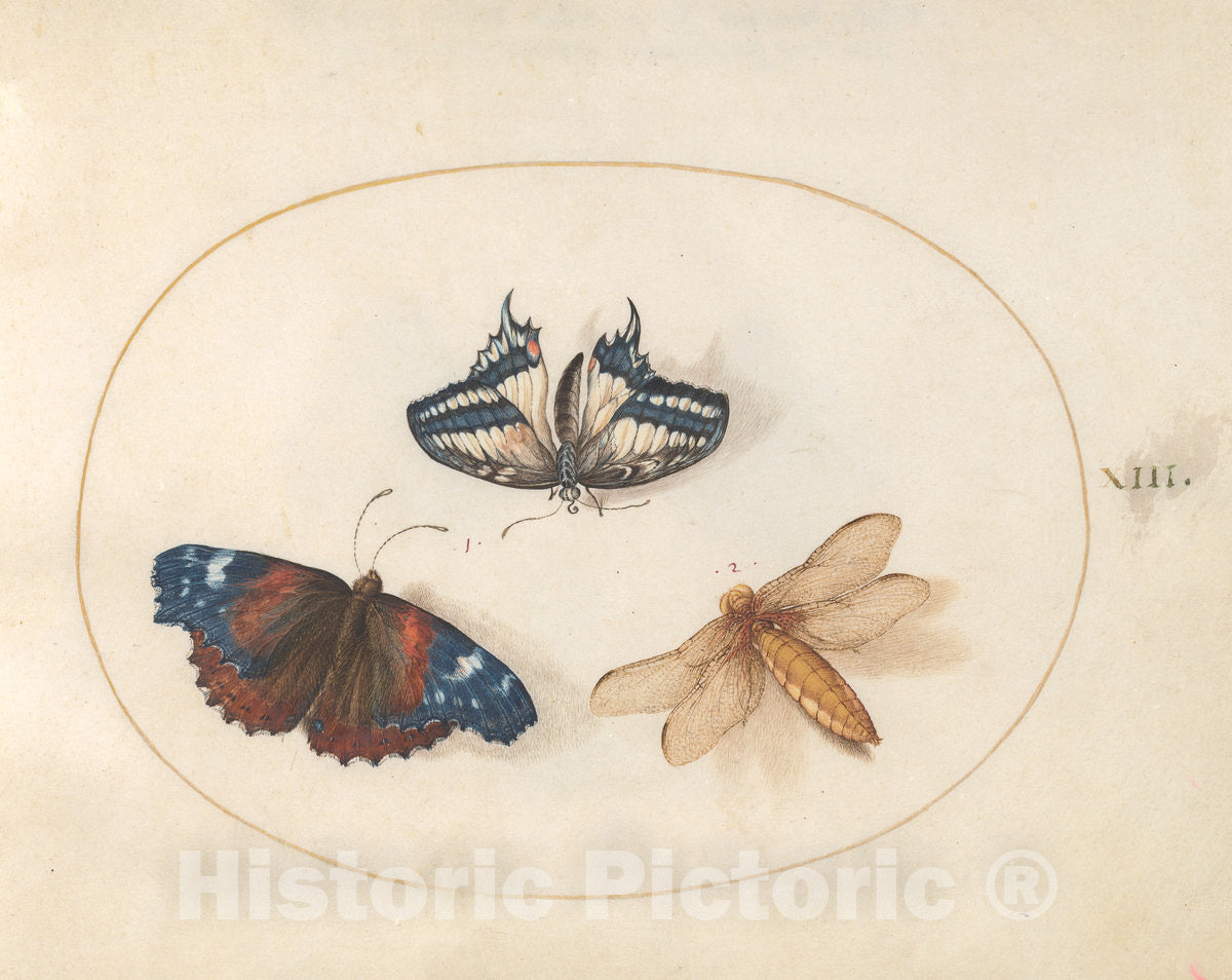 Art Print : Joris Hoefnagel, Animalia Rationalia et Insecta (Ignis): Plate XIII, c.1578 - Vintage Wall Art