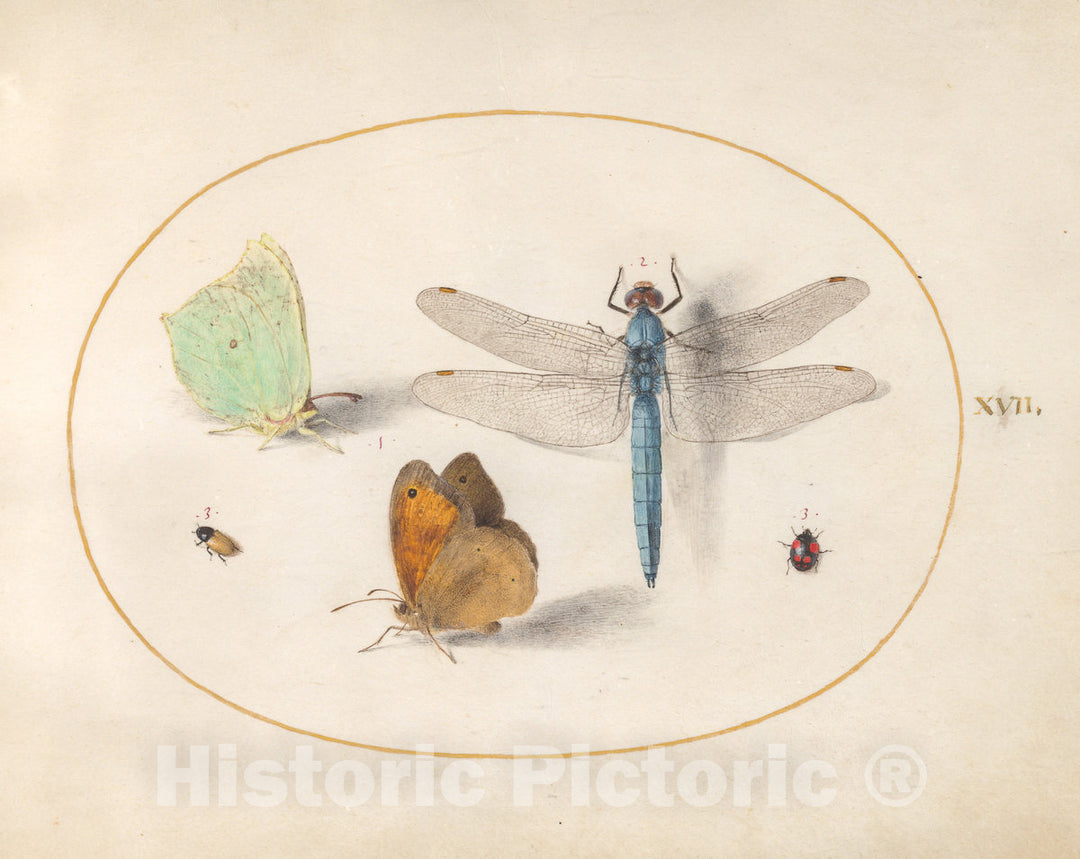 Art Print : Joris Hoefnagel, Animalia Rationalia et Insecta (Ignis): Plate XVII, c.1578 - Vintage Wall Art