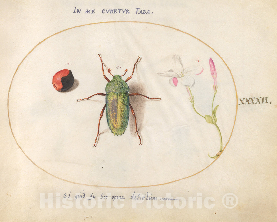 Art Print : Joris Hoefnagel, Animalia Rationalia et Insecta (Ignis): Plate XLII, c.1578 - Vintage Wall Art