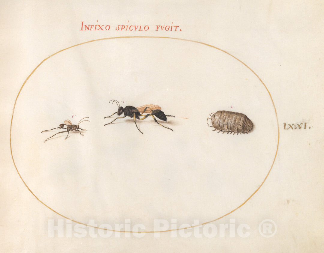 Art Print : Joris Hoefnagel, Animalia Rationalia et Insecta (Ignis): Plate LXXI, c.1578 - Vintage Wall Art