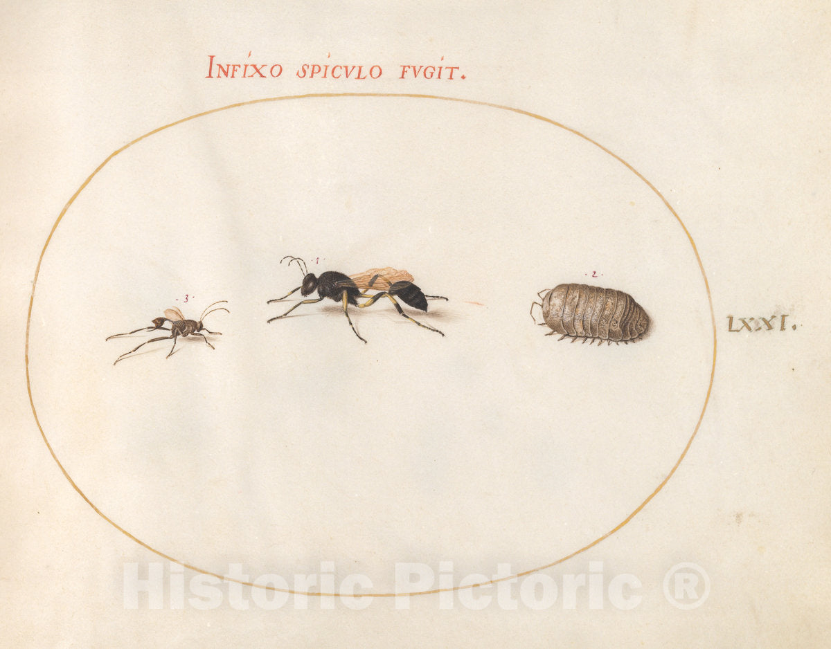 Art Print : Joris Hoefnagel, Animalia Rationalia et Insecta (Ignis): Plate LXXI, c.1578 - Vintage Wall Art