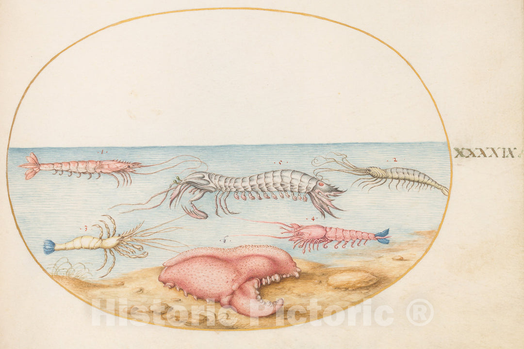 Art Print : Joris Hoefnagel, Animalia Aqvatilia et Cochiliata (Aqva): Plate XLIX, c.1578 - Vintage Wall Art