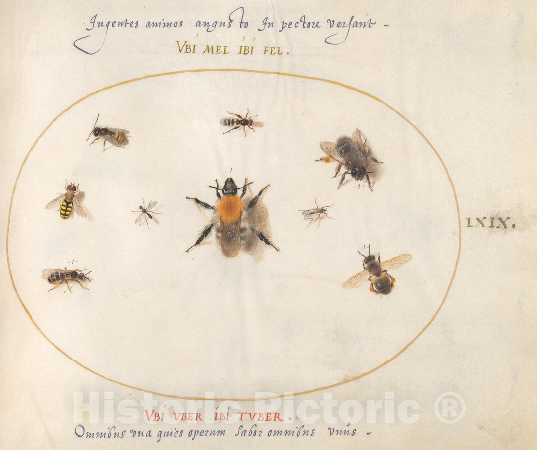 Art Print : Joris Hoefnagel, Animalia Rationalia et Insecta (Ignis): Plate LXIX, c.1578 - Vintage Wall Art