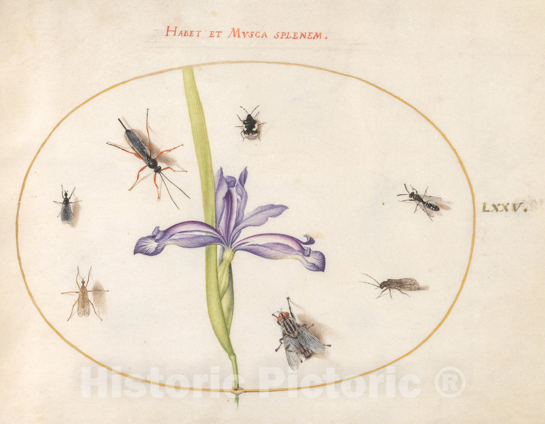 Art Print : Joris Hoefnagel, Animalia Rationalia et Insecta (Ignis): Plate LXXV, c.1578 - Vintage Wall Art