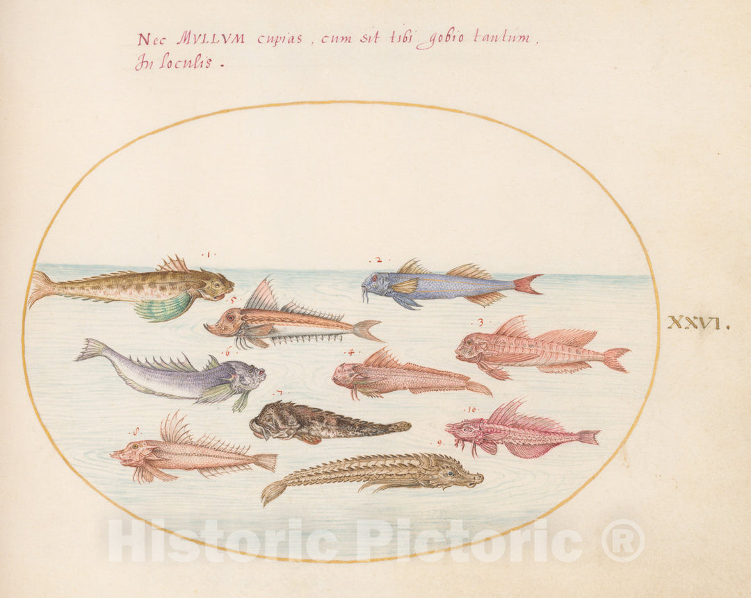 Art Print : Joris Hoefnagel, Animalia Aqvatilia et Cochiliata (Aqva): Plate XXVI, c.1578 - Vintage Wall Art