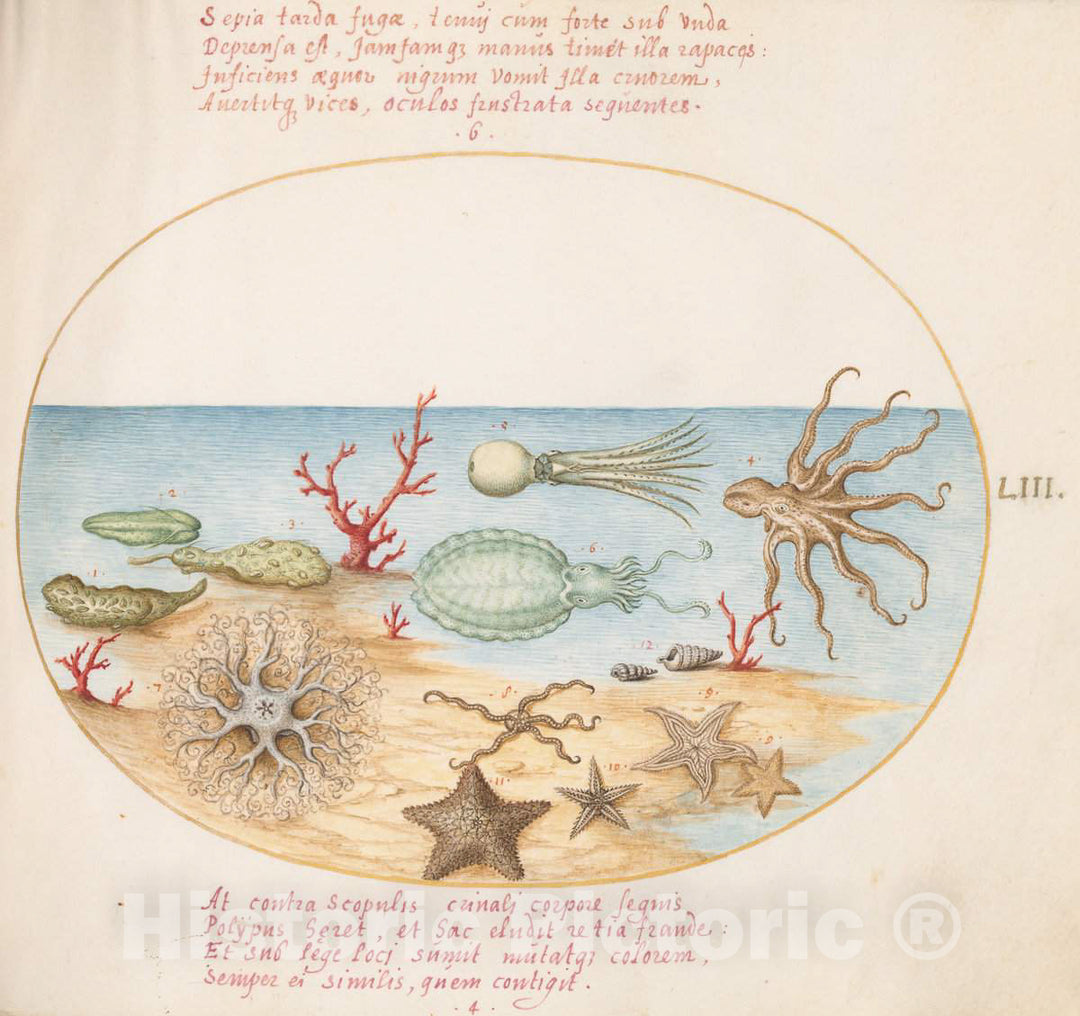 Art Print : Joris Hoefnagel, Animalia Aqvatilia et Cochiliata (Aqva): Plate LIII, c.1578 - Vintage Wall Art