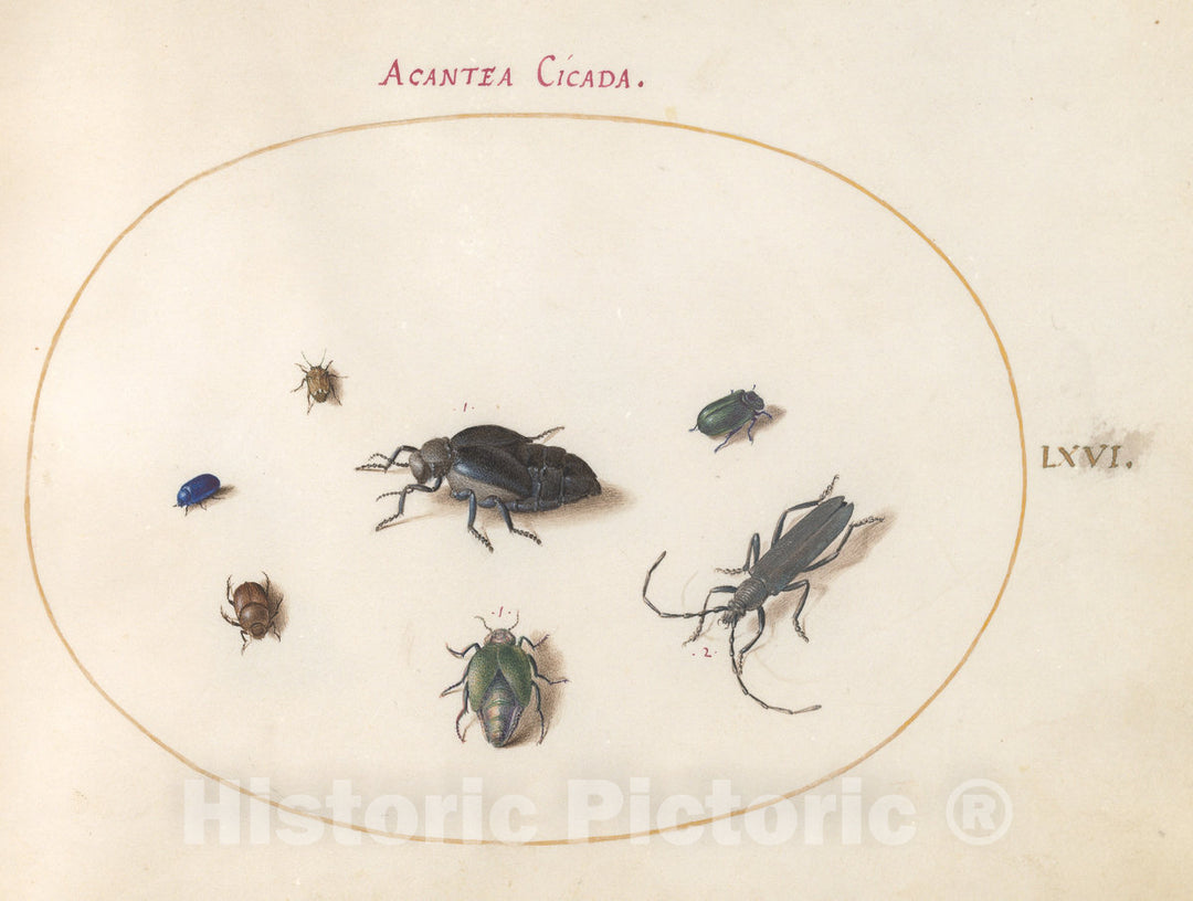 Art Print : Joris Hoefnagel, Animalia Rationalia et Insecta (Ignis): Plate LXVI, c.1578 - Vintage Wall Art