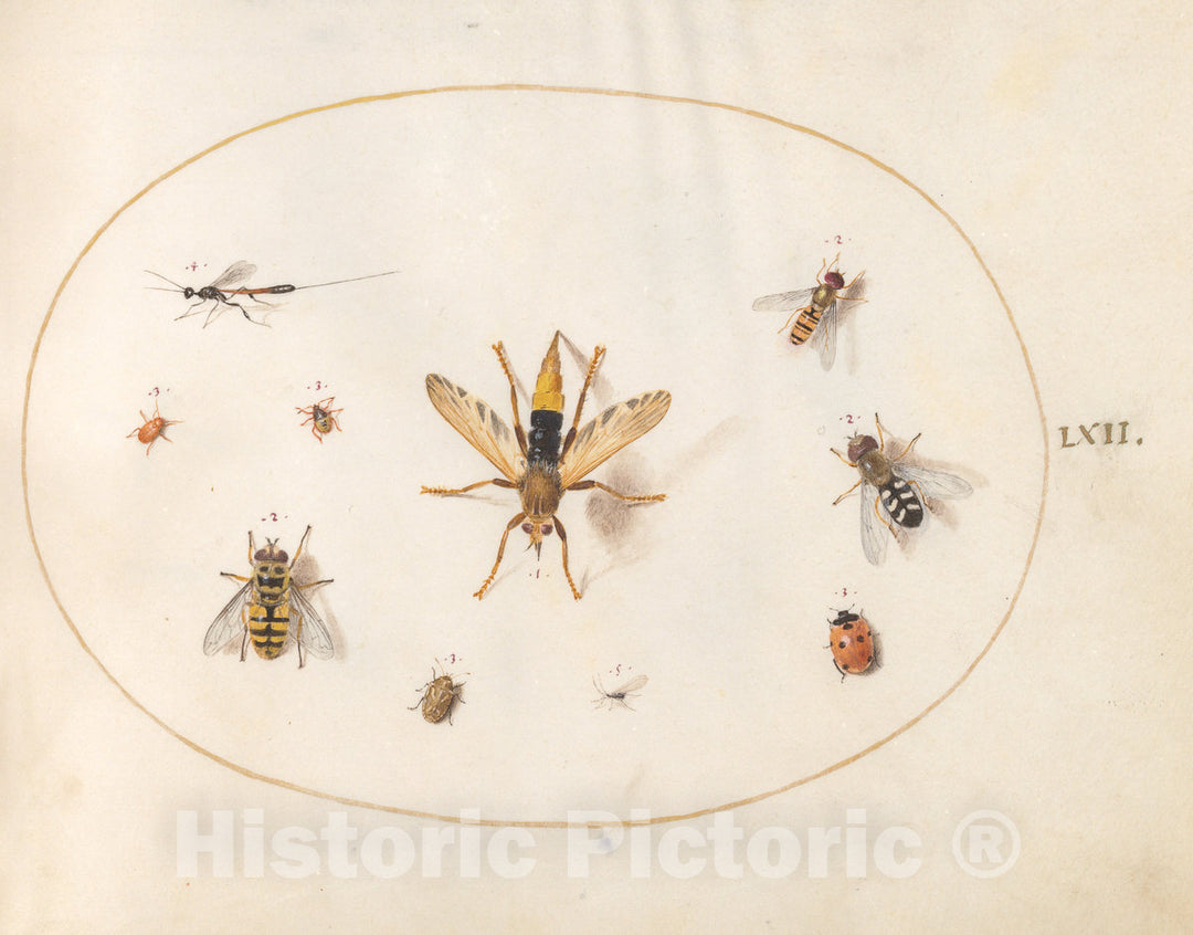 Art Print : Joris Hoefnagel, Animalia Rationalia et Insecta (Ignis): Plate LXII, c.1578 - Vintage Wall Art