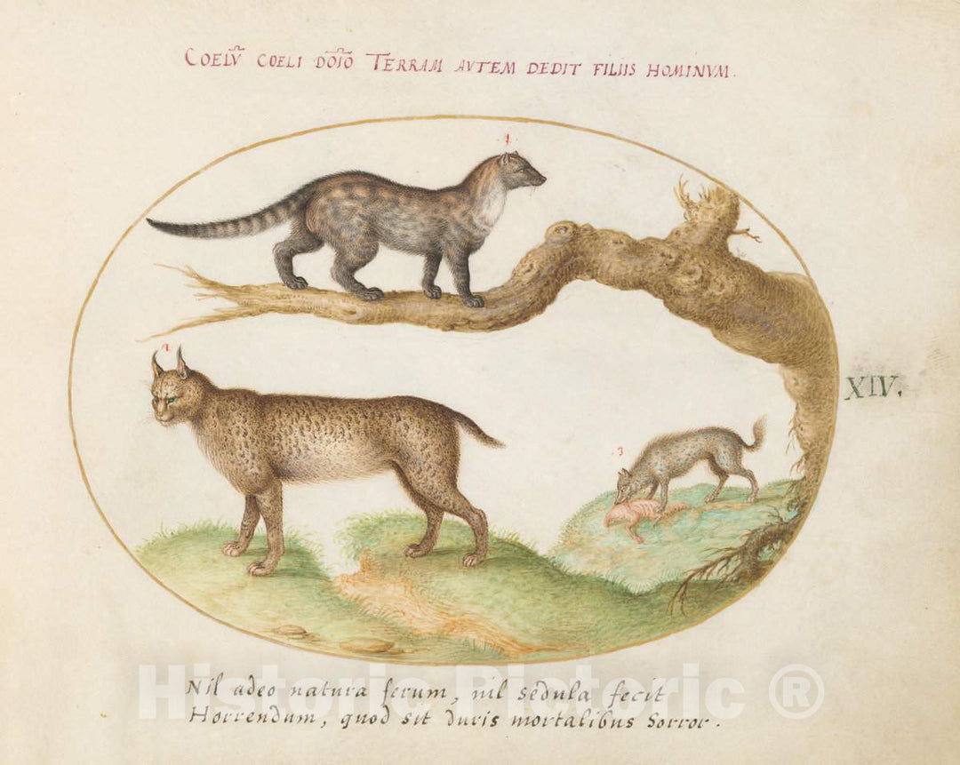 Art Print : Joris Hoefnagel, Animalia Qvadrvpedia et Reptilia (Terra): Plate XIV, c.1578 - Vintage Wall Art