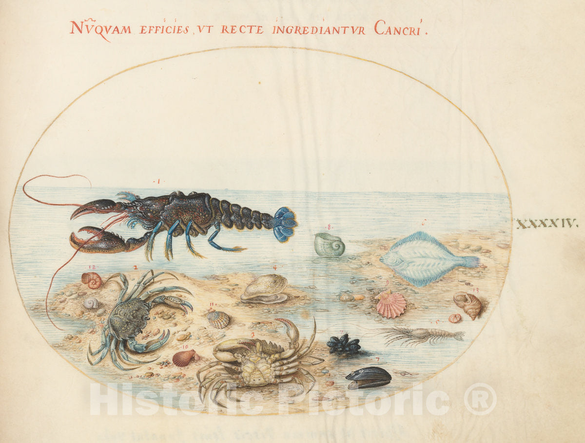 Art Print : Joris Hoefnagel, Animalia Aqvatilia et Cochiliata (Aqva): Plate XLIV, c.1578 - Vintage Wall Art