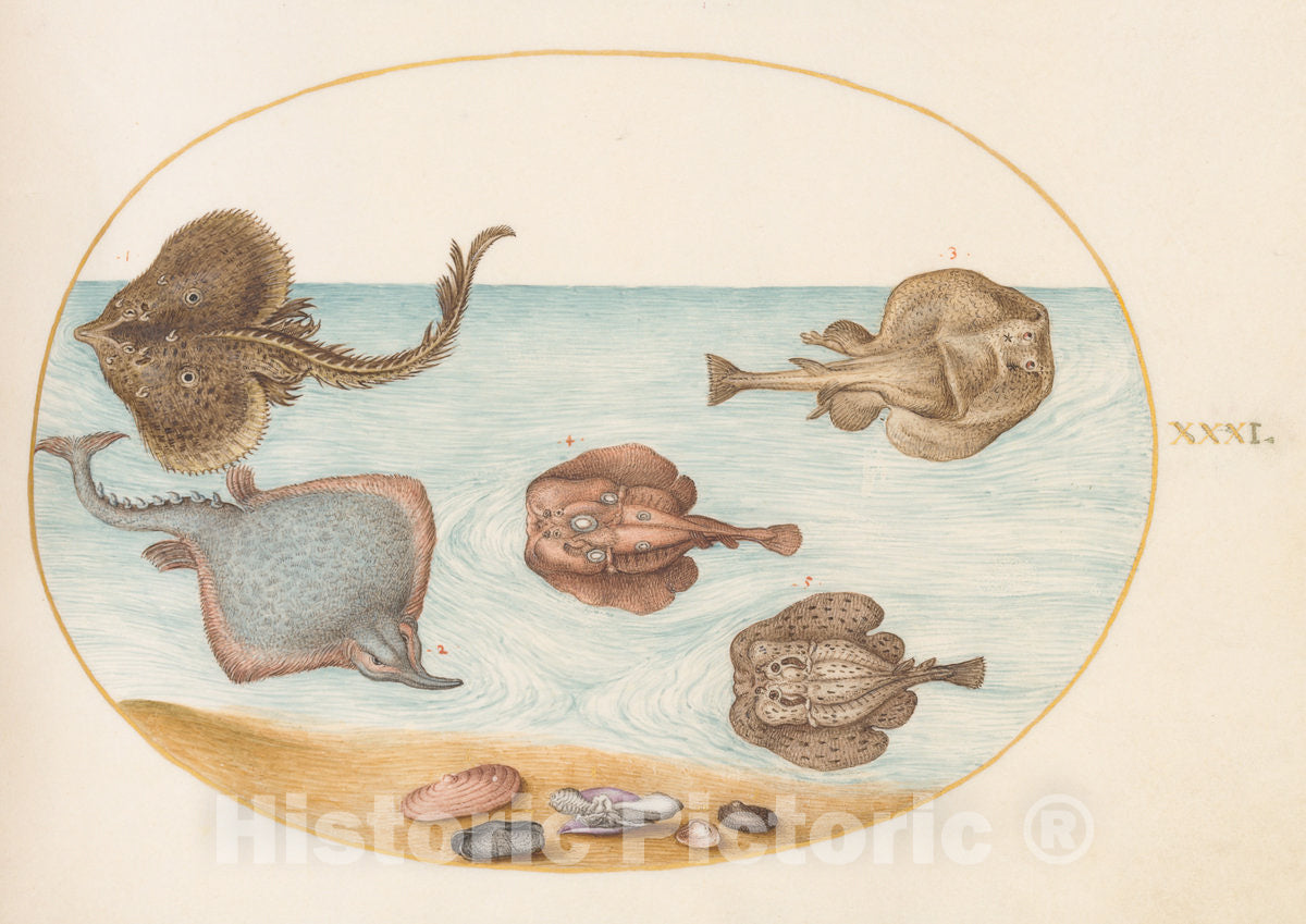 Art Print : Joris Hoefnagel, Animalia Aqvatilia et Cochiliata (Aqva): Plate XXXI, c.1578 - Vintage Wall Art