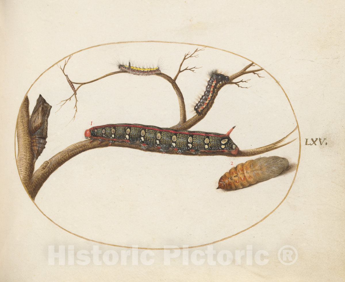 Art Print : Joris Hoefnagel, Animalia Qvadrvpedia et Reptilia (Terra): Plate LXV, c.1578 - Vintage Wall Art