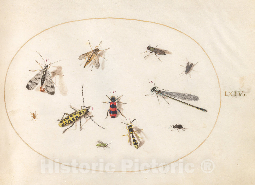 Art Print : Joris Hoefnagel, Animalia Rationalia et Insecta (Ignis): Plate LXIV, c.1578 - Vintage Wall Art