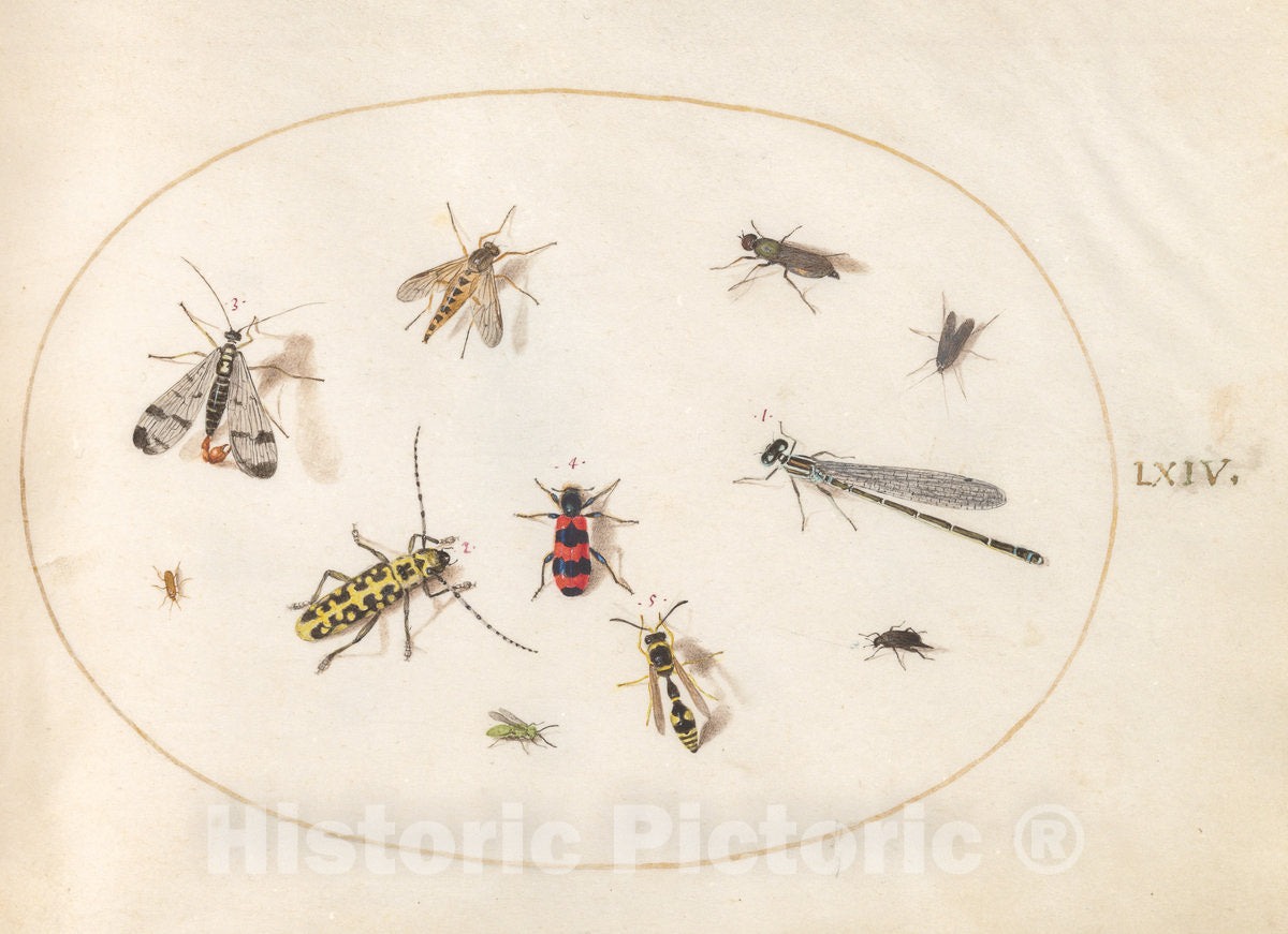 Art Print : Joris Hoefnagel, Animalia Rationalia et Insecta (Ignis): Plate LXIV, c.1578 - Vintage Wall Art