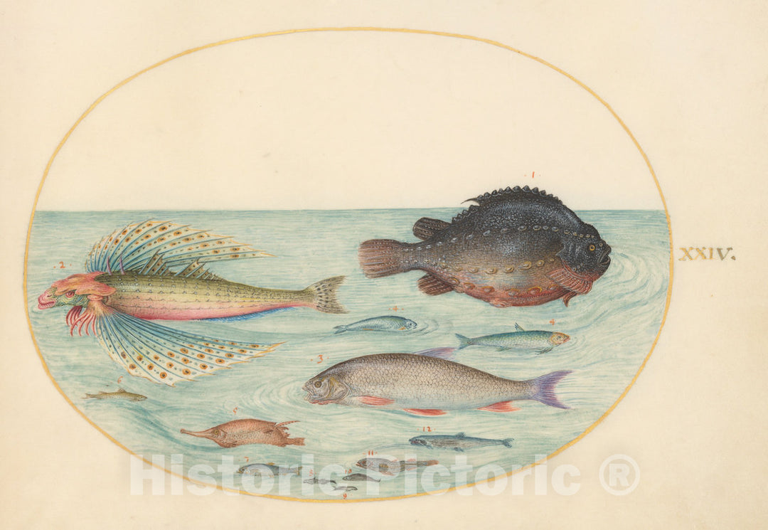 Art Print : Joris Hoefnagel, Animalia Aqvatilia et Cochiliata (Aqva): Plate XXIV, c.1578 - Vintage Wall Art