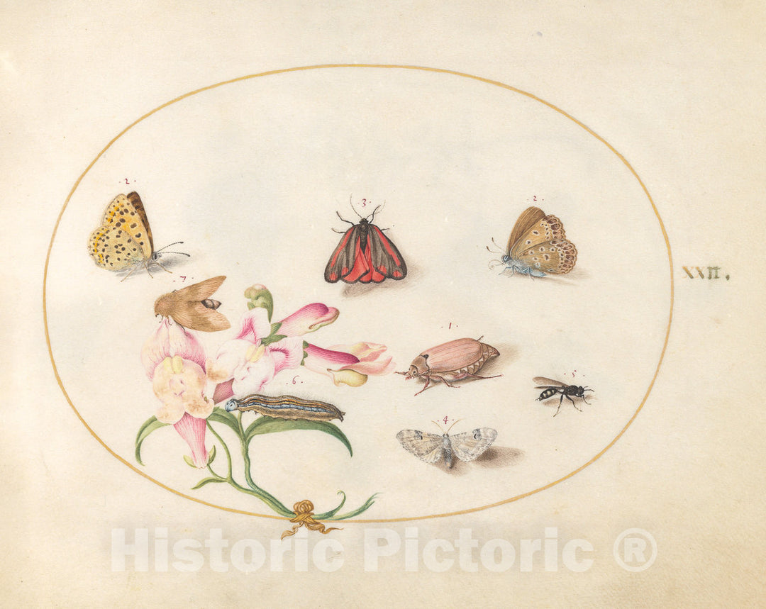 Art Print : Joris Hoefnagel, Animalia Rationalia et Insecta (Ignis): Plate XXII, c.1578 - Vintage Wall Art