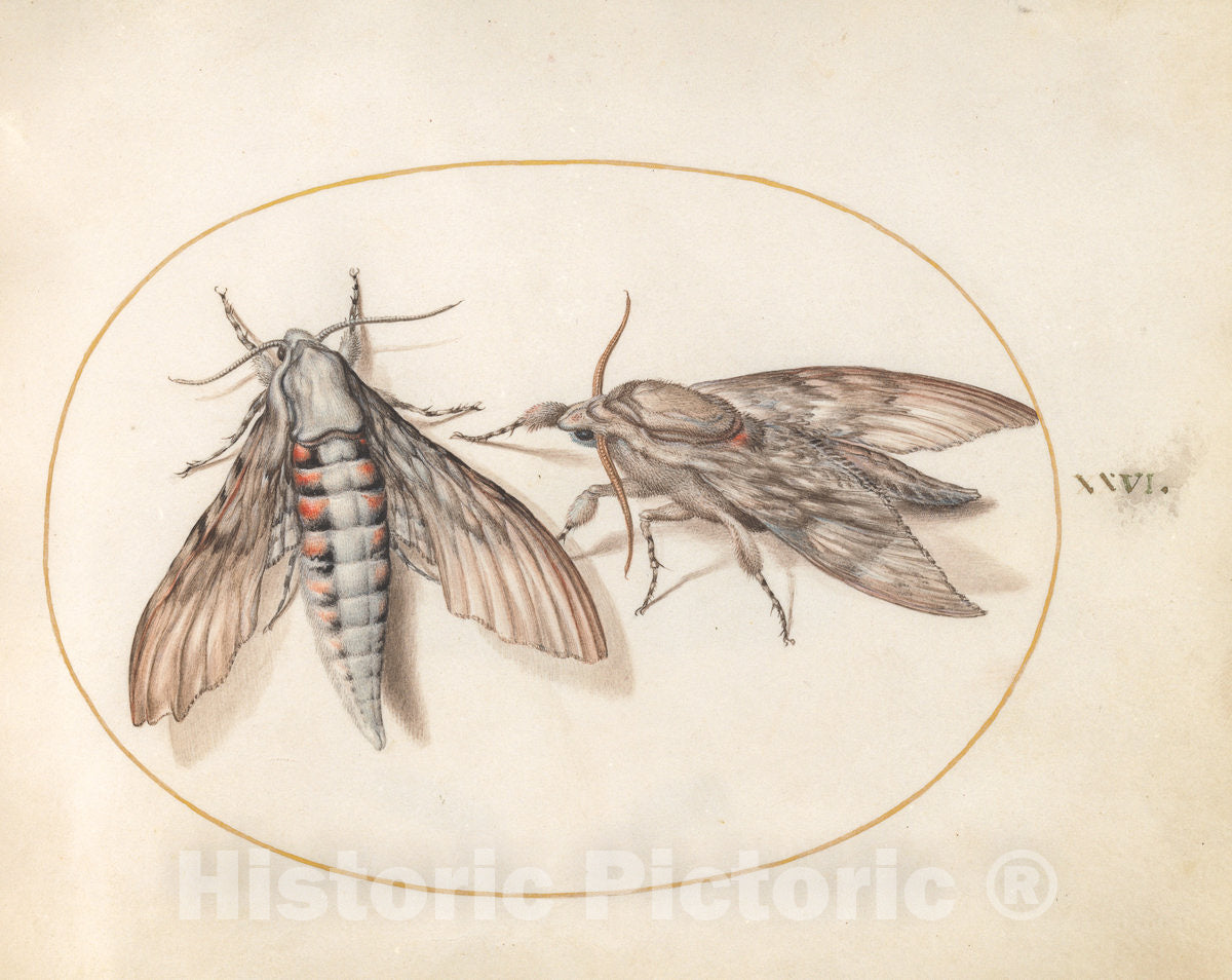 Art Print : Joris Hoefnagel, Animalia Rationalia et Insecta (Ignis): Plate XXVI, c.1578 - Vintage Wall Art